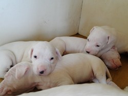 catei dog argentinian