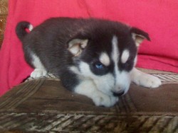 Vand catei husky,ochi albastri.