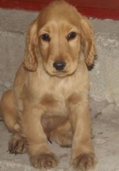 catelusi din rasa Cocker spaniel