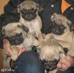 catelusi din rasa Mops (Pug)