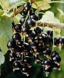 coacaz negru
