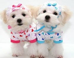 curs coafor canin