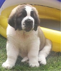 Saint Bernard De Vanzare