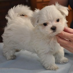 de vanzare pui bichon maltese