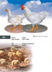 VAND PUI DE GAINA O ZI RASE DE CARNE RASE MIXTE SI CURCANI