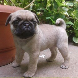 Puii de Mops adorabili
