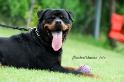 OFER MASCUL ROTTWEILER PENTRU MONTA