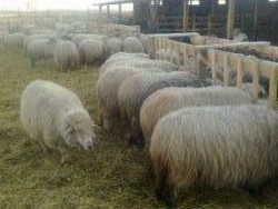 Vand 25 carabase si 150 turcane , jumatate deja fatate