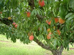 Vand Piersicarie in Diosig, Bihor