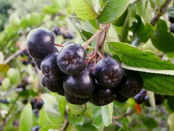 plante de aronia