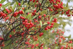 plante de goji de vanzare