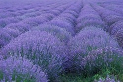 plante de lavander