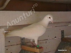 porumbei voiajori de vanzare URGENT