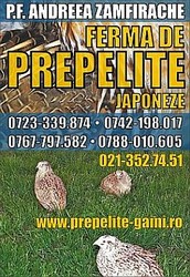 prepelite japoneze v and