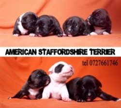 pui amstaff cu pedigree din parinti/linie campioni