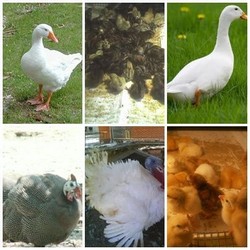 vand pui de gaina bibilica curca boboci rata gasca