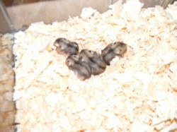 Vind pui de hamster pitic