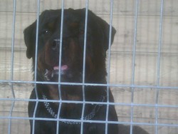 puii rottweiler rasa pura