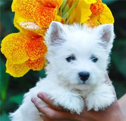 catei westie de vanzare, 2 luni