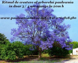 totul despre paulownia arborele cu cea mai mare crestere din lume