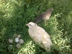 tratament natural cu oua de prepelita