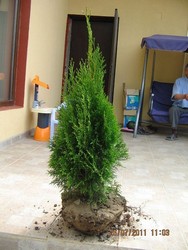 VIND TUIA SU BUXUS (PENTRU GARD VIU)