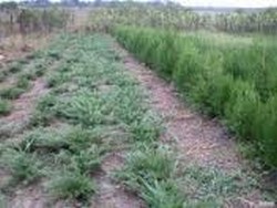 vand arbori si arbusti,plante ornamentale
