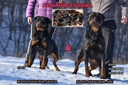 vand pui rottweiler cu pedigree