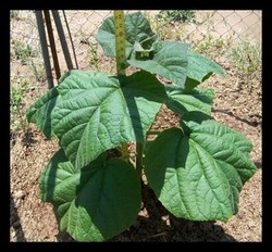 vand puieti paulownia 