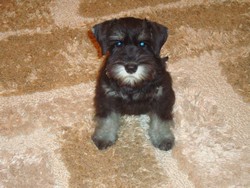 vind catel schnauzer pitic negru-argintiu