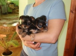 yorkshire terrier - prieten pe viata